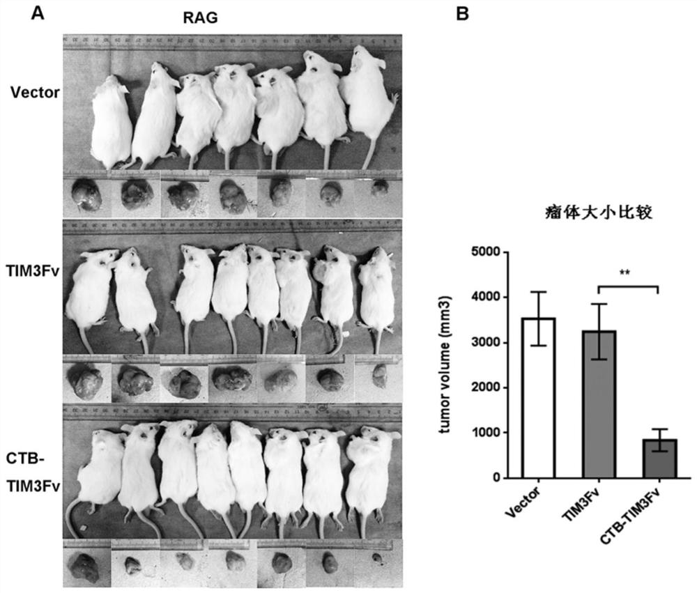 Transformation of lactic acid bacteria with tim3 human single chain antibody fusion gene and its application