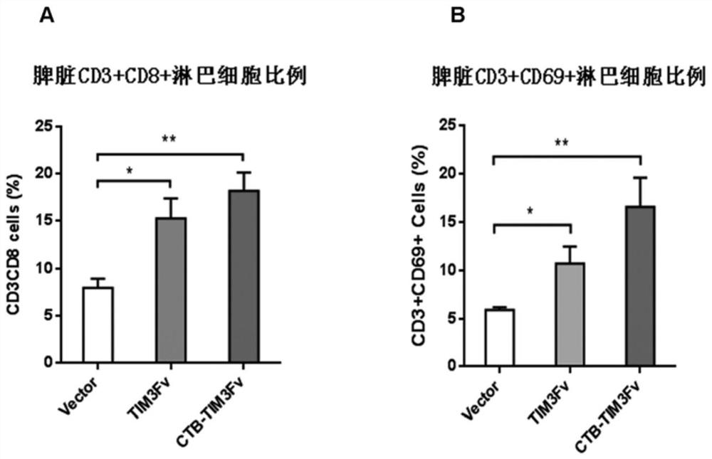 Transformation of lactic acid bacteria with tim3 human single chain antibody fusion gene and its application