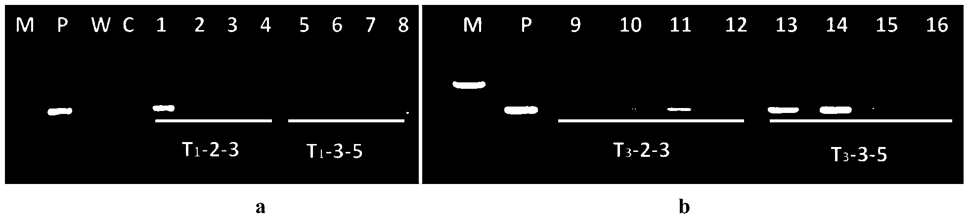 Construction method for anti-insect transgene corn with stable heredity