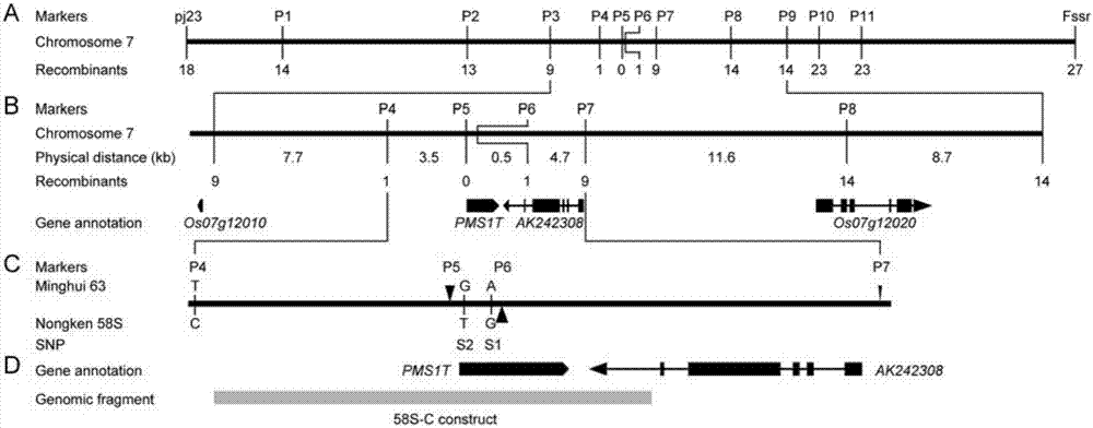 Isolation and cloning of paddy rice photoperiod sensitive genic male sterility gene pms1 and application thereof