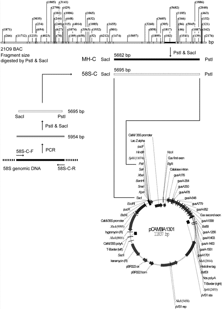 Isolation and cloning of paddy rice photoperiod sensitive genic male sterility gene pms1 and application thereof