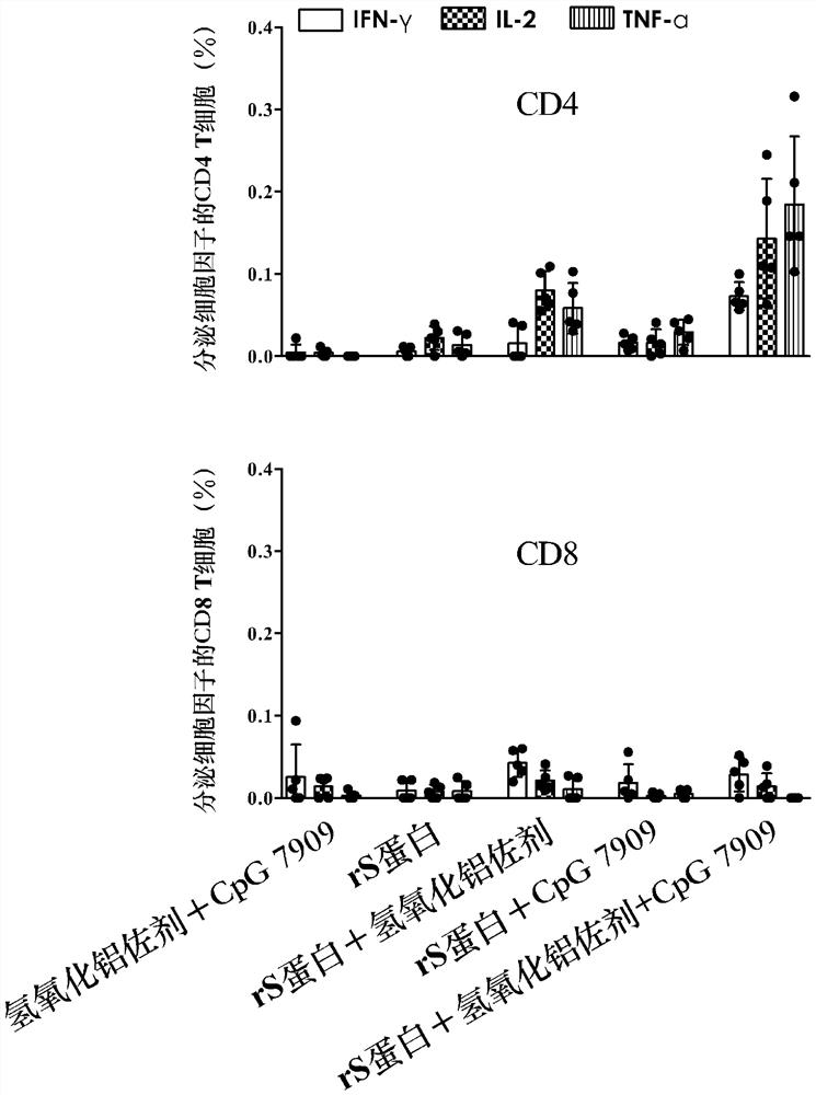 Recombinant novel coronavirus vaccine composition