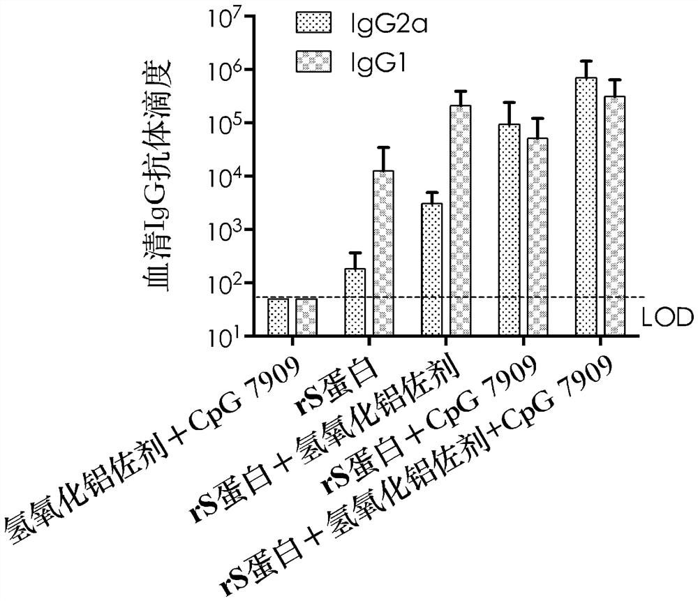 Recombinant novel coronavirus vaccine composition