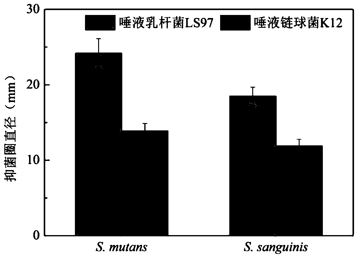 Lactobacillus salivarius LS97 and application thereof