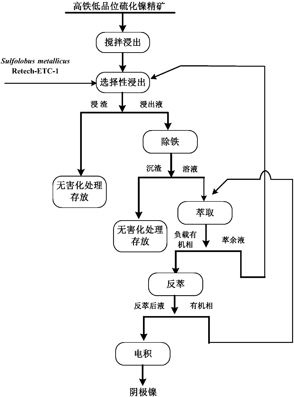 High-iron low-grade nickel sulfide ore selective biological leaching process