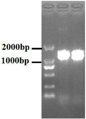 Microbial preparation for degrading aflatoxin and application