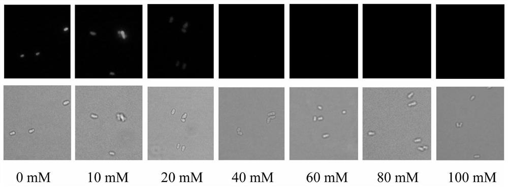 A method for screening arginine high-yielding strains using a biosensor