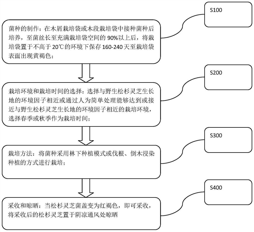 Near-natural cultivation method and device for ganoderma tsugae