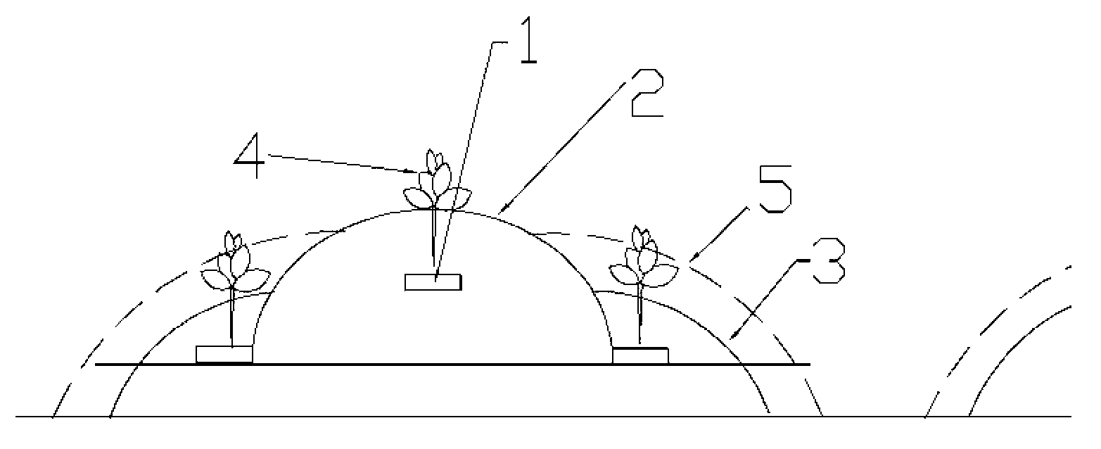 Propagation method for tobacco seeds by artificial supplementary pollination