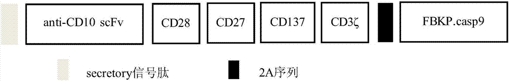 Chimeric antigen receptor based on CD10, and applications thereof