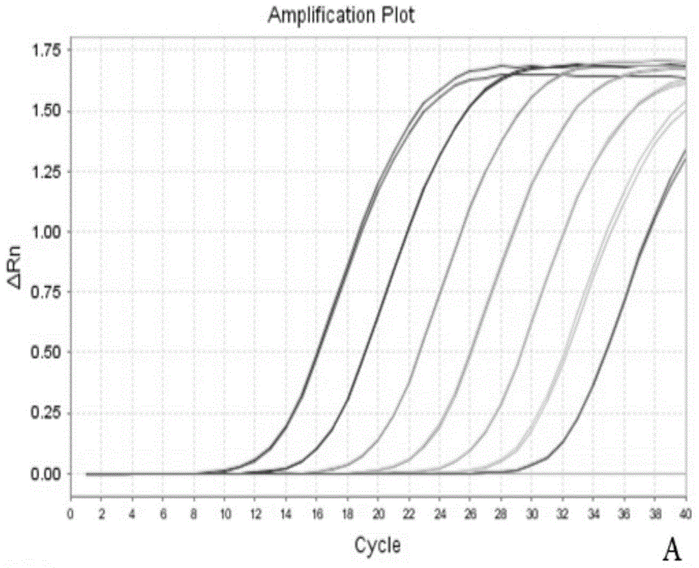 Kit for quantitatively detecting Ustilaginoidea virens