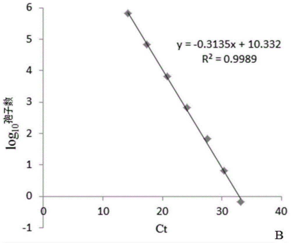 Kit for quantitatively detecting Ustilaginoidea virens