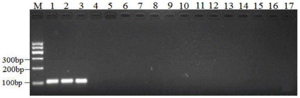 Kit for quantitatively detecting Ustilaginoidea virens