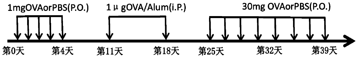 Application of narirutin taken as adjuvant in promotion and maintenance of oral tolerance