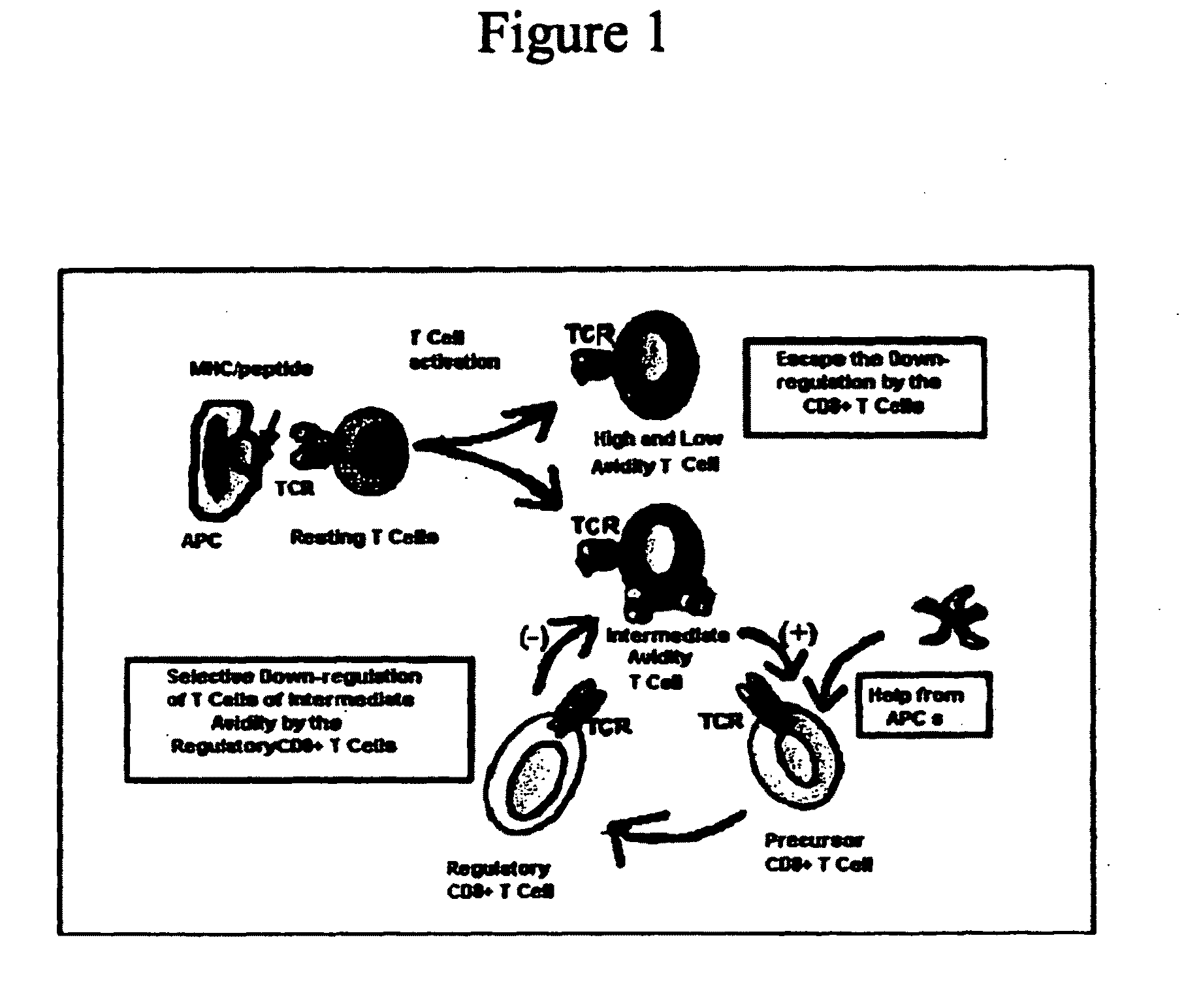 Methods to activate or block the HLA-E/Qa-1 restricted CD8+ T cell regulatory pathway to treat immunological disease