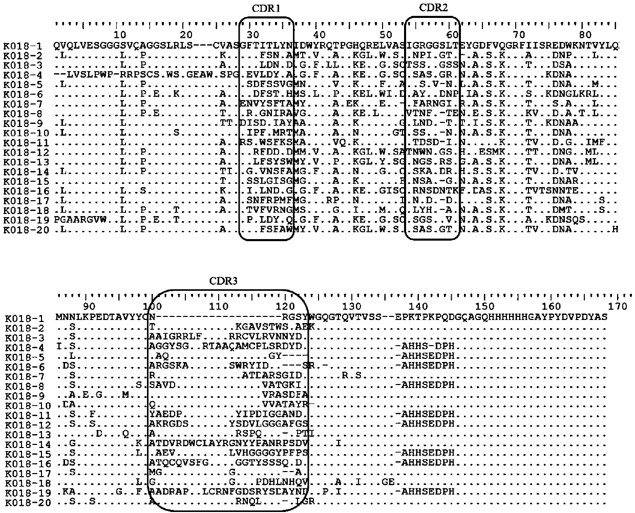 Application of ochratoxin A anti-idiotypic nano-antibody used as ochratoxin A standard substitute