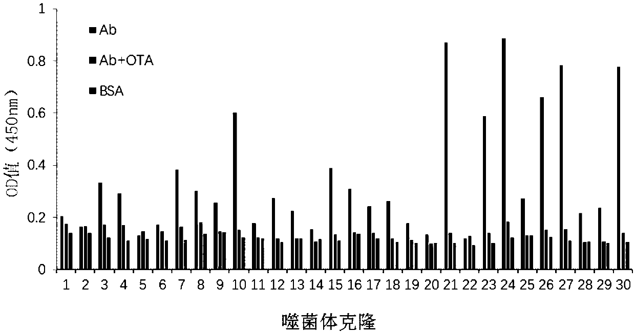 Application of ochratoxin A anti-idiotypic nano-antibody used as ochratoxin A standard substitute