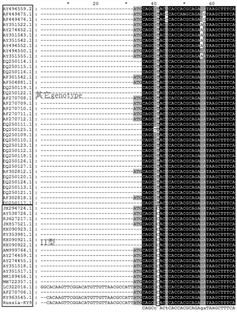 Rapid identification method for African swine fever virus gene type II and non-type II and application of rapid identification method