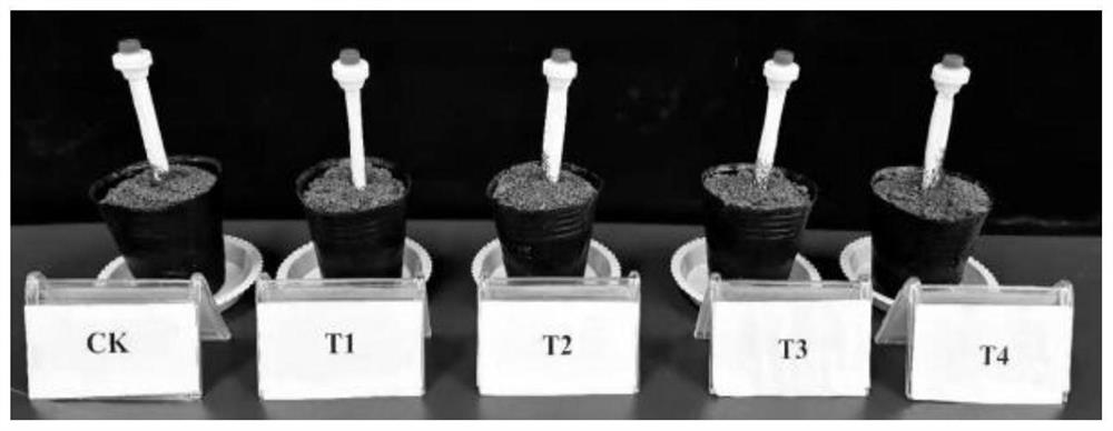 Screening method of green manure for preventing and controlling tobacco bacterial wilt