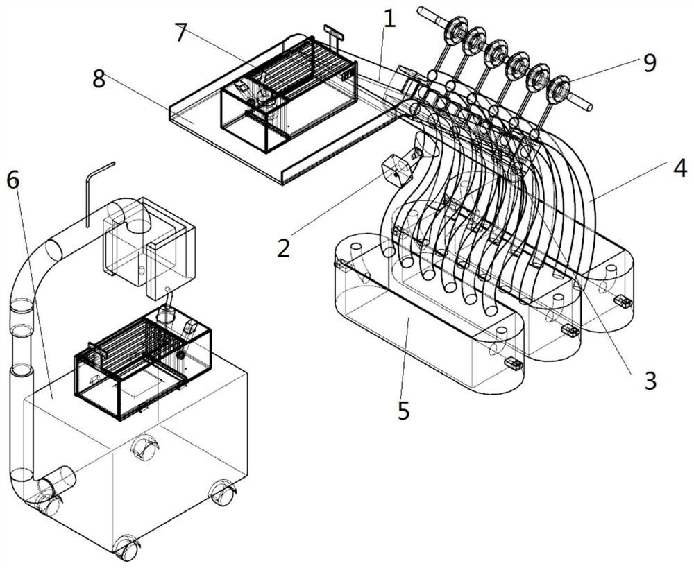 Sex identification and sorting system for rats and mice