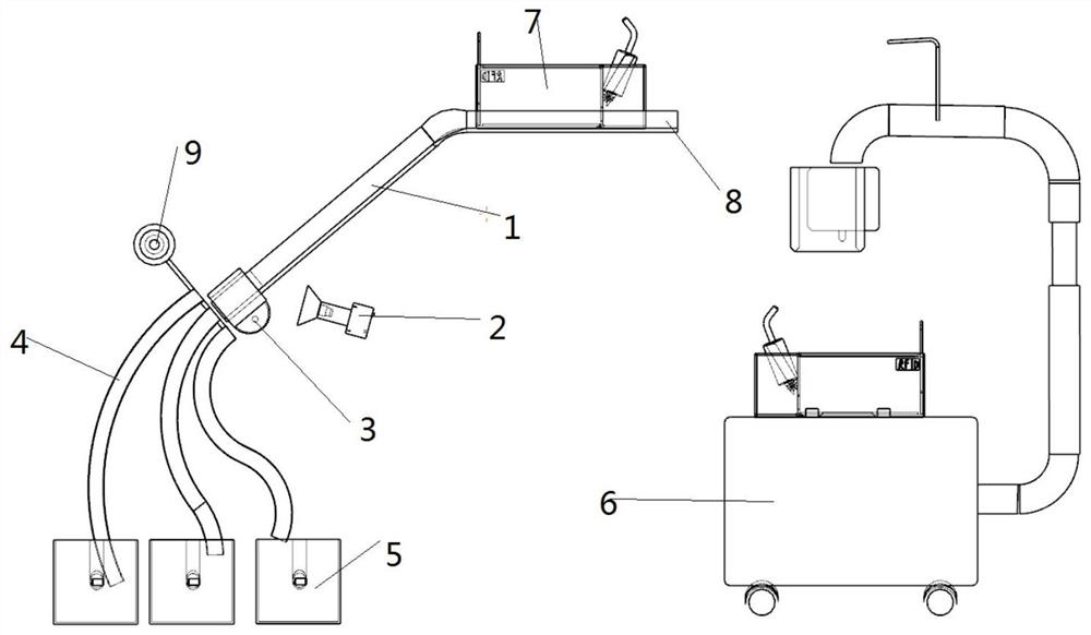 Sex identification and sorting system for rats and mice