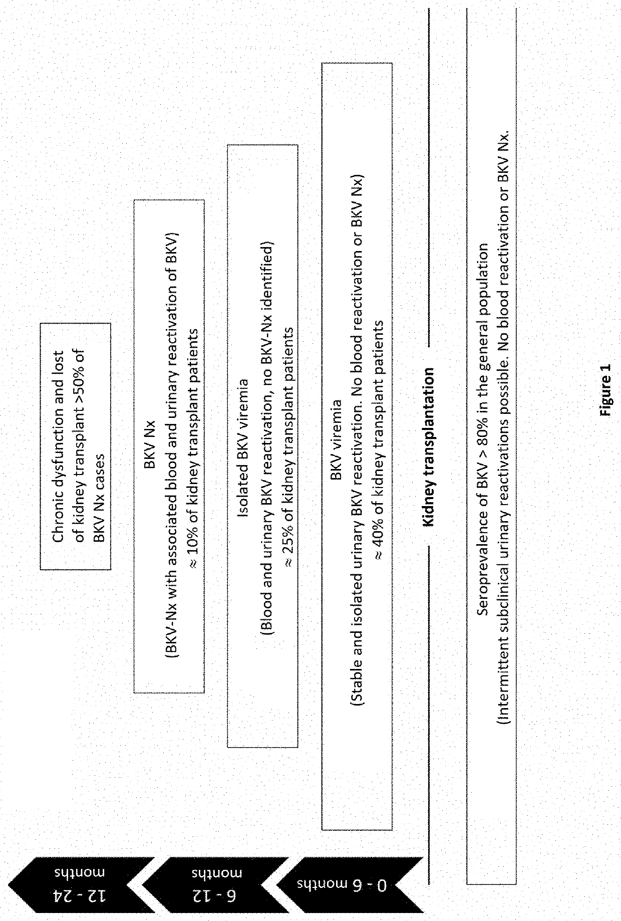 Method for stratifying the risk of BK virus nephropathy after a kidney transplant