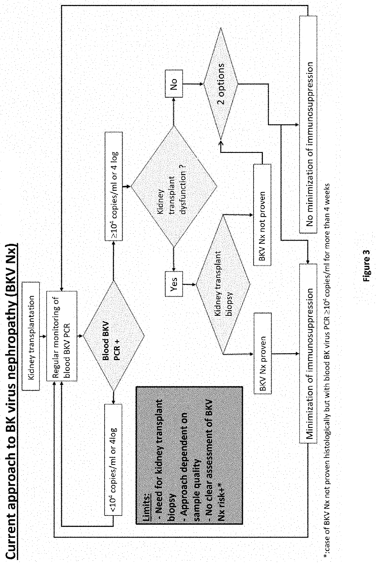 Method for stratifying the risk of BK virus nephropathy after a kidney transplant