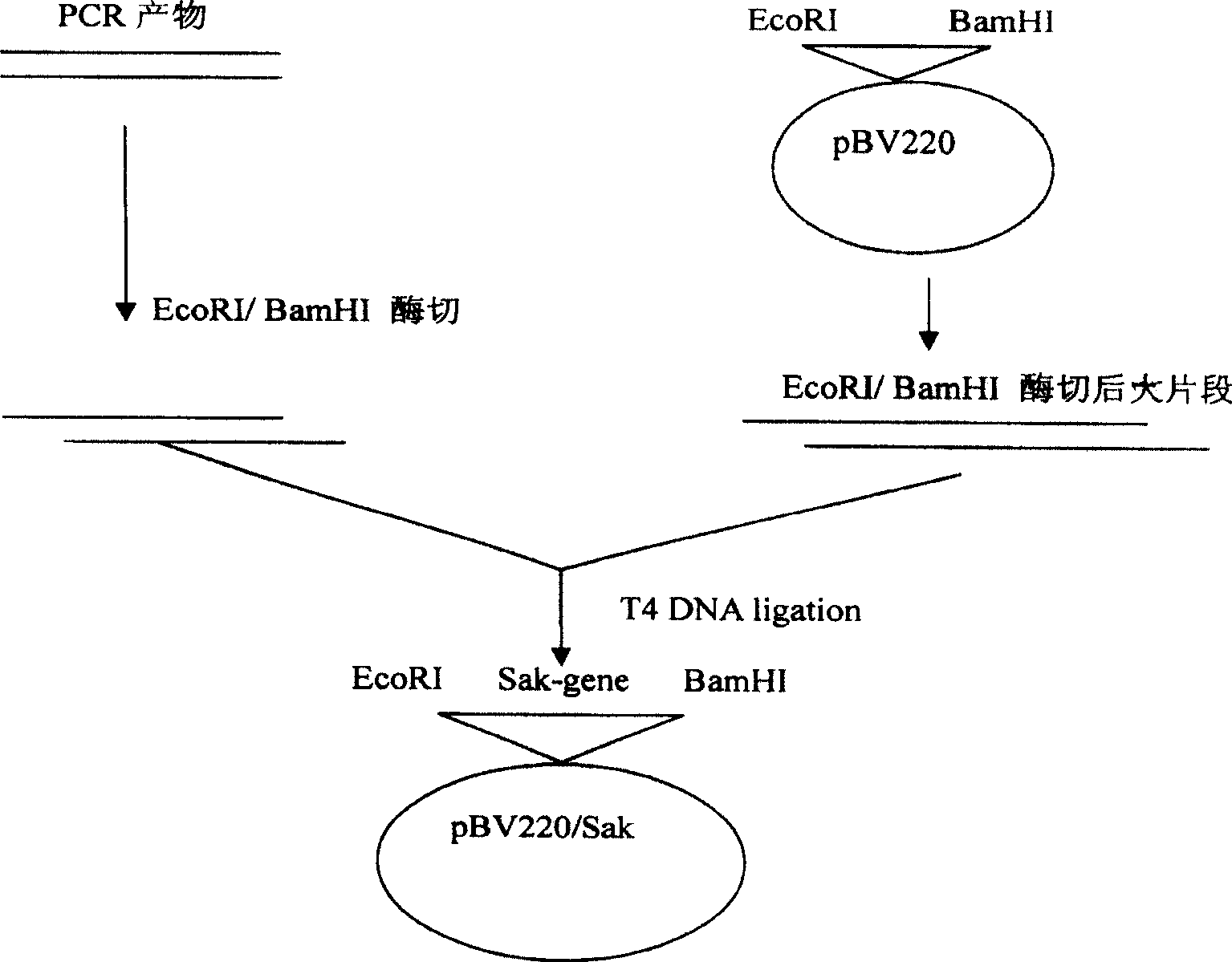 Low pyrogen staphylokinase and its preparation method