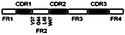 A kind of anti-goat pox virus vhh-4-2 based on Bactrian camel and its application