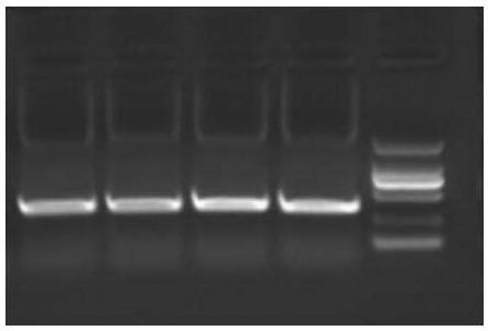 A kind of anti-goat pox virus vhh-4-2 based on Bactrian camel and its application