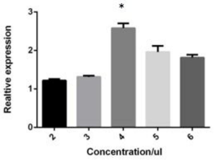 MiRNA marker related to Hu sheep muscle cell proliferation as well as detection primer and application of miRNA marker