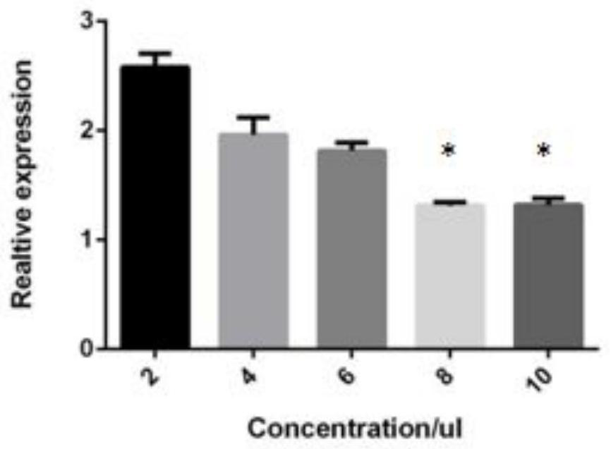 MiRNA marker related to Hu sheep muscle cell proliferation as well as detection primer and application of miRNA marker