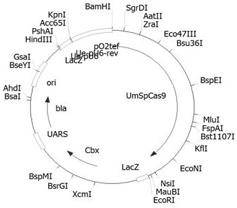 Crispr/cas9 plasmid and its construction method and usage method