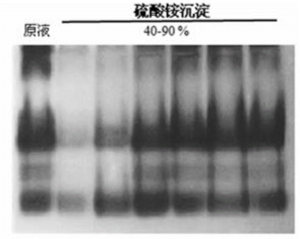 Method for extracting and preparing peroxidase from stem and leaves of sweet potato