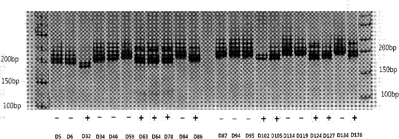 Molecular marker tightly linked with major QTL (Quantitative Trait Loci) of cotton seed oil content of upland cotton and application thereof