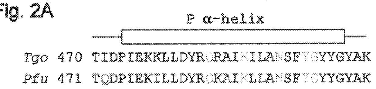 Dideoxynucleotide-triphosphate utilization by the hyper-thermophilic DNA polymerase from the archaeon Pyrococcus furiosus