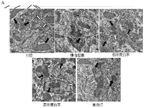 White tea extract as well as preparation method, administration method and application thereof in resisting depression