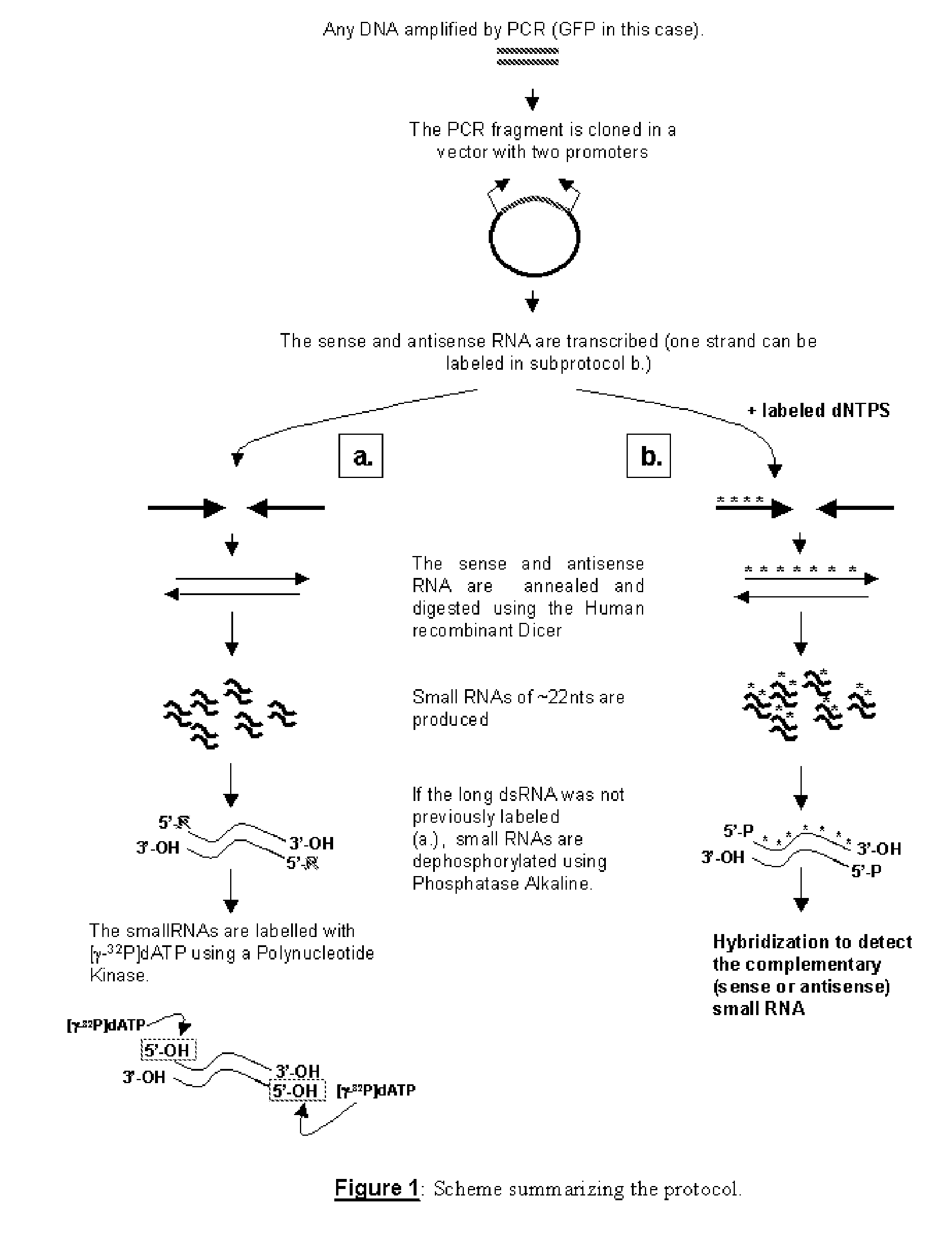 RNA probes