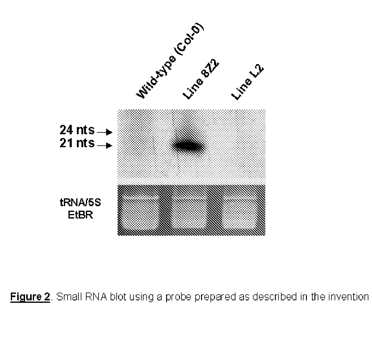 RNA probes