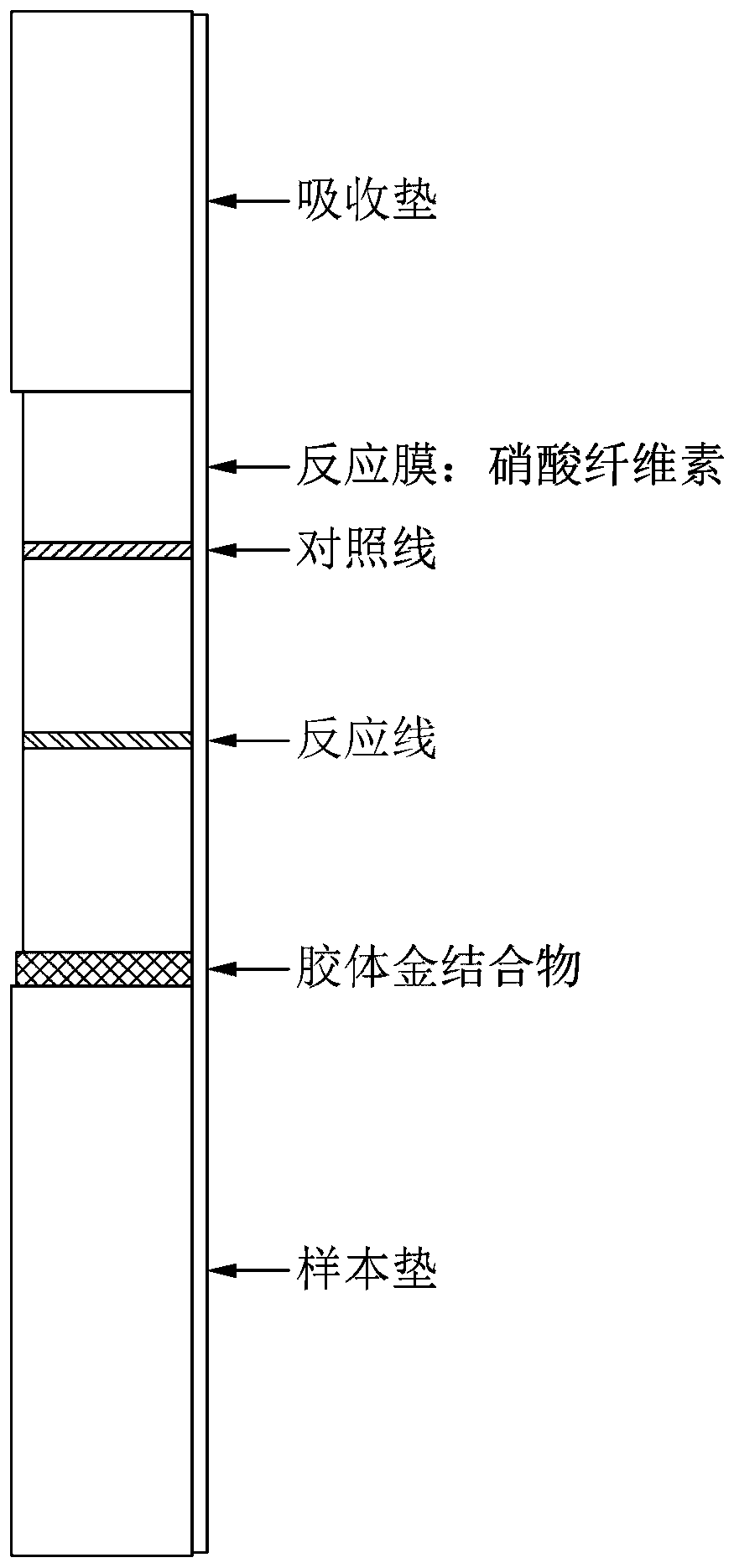 Composition for diagnosing hemorrhagic fever with renal syndrome, comprising seoul virus- and puumala virus- derived recombinant nucleocapsid protein and hantaan virus-derived recombinant glycoprotein, and diagnostic kit comprising same