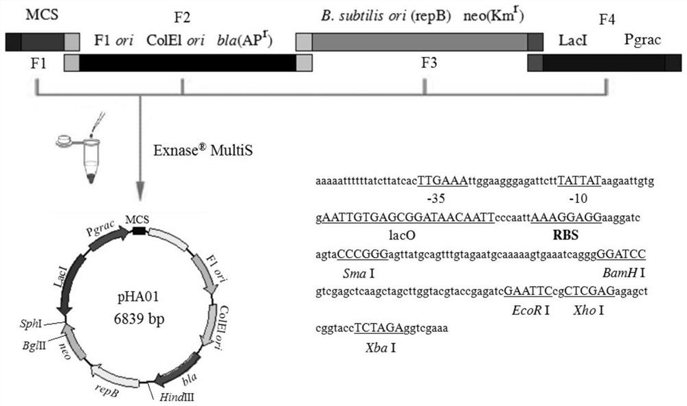 A genetic engineering strain of Bacillus subtilis and its application in the preparation of small molecule hyaluronic acid