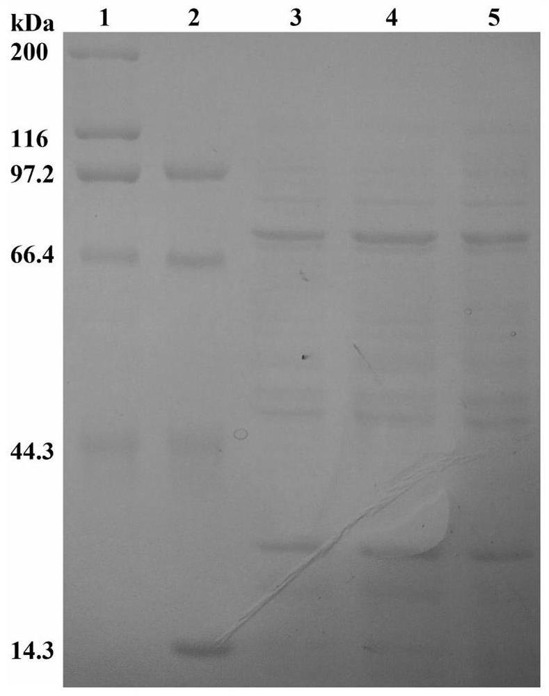 A genetic engineering strain of Bacillus subtilis and its application in the preparation of small molecule hyaluronic acid