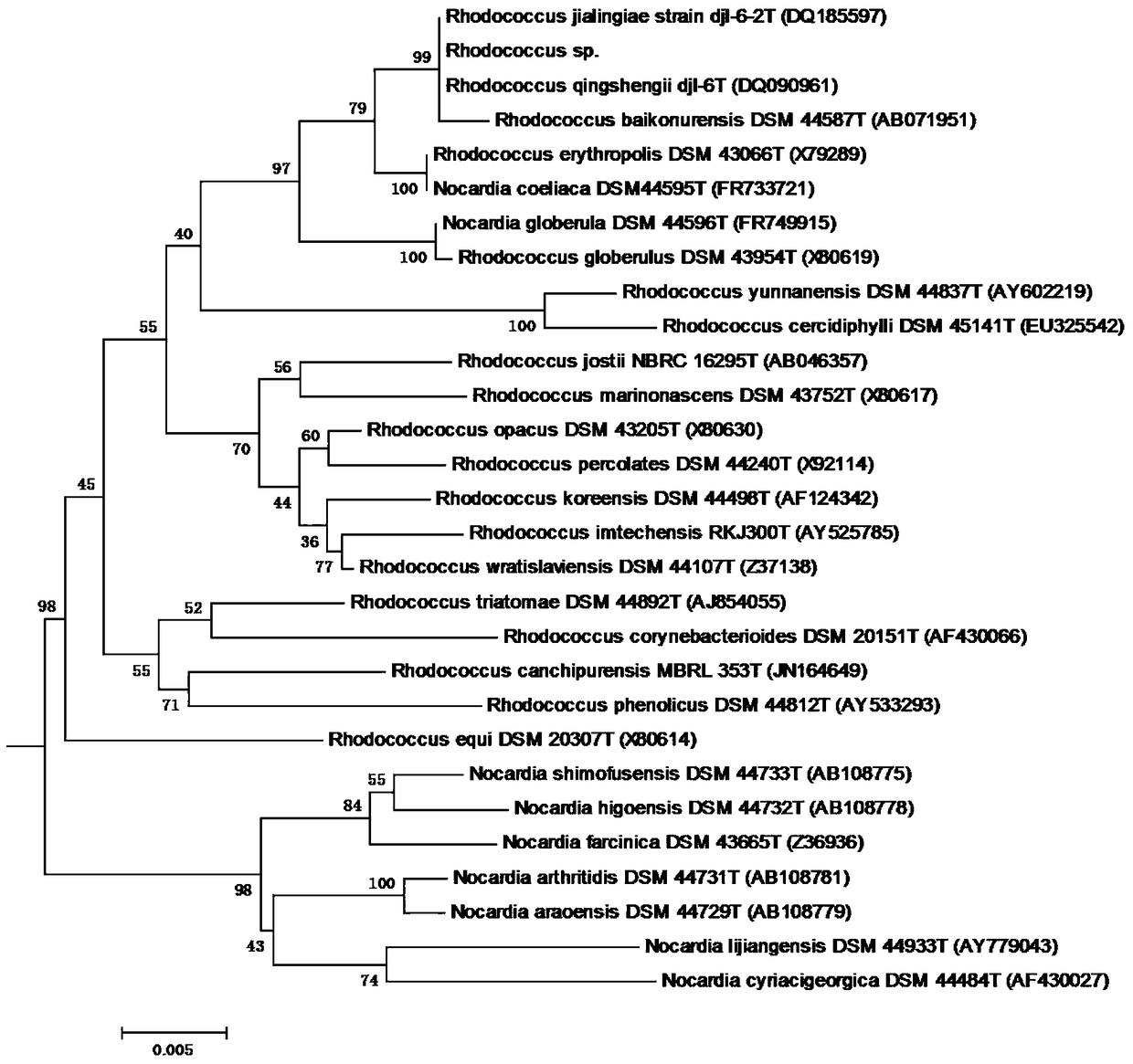 A strain of Rhodococcus and its application in degrading zearalenone