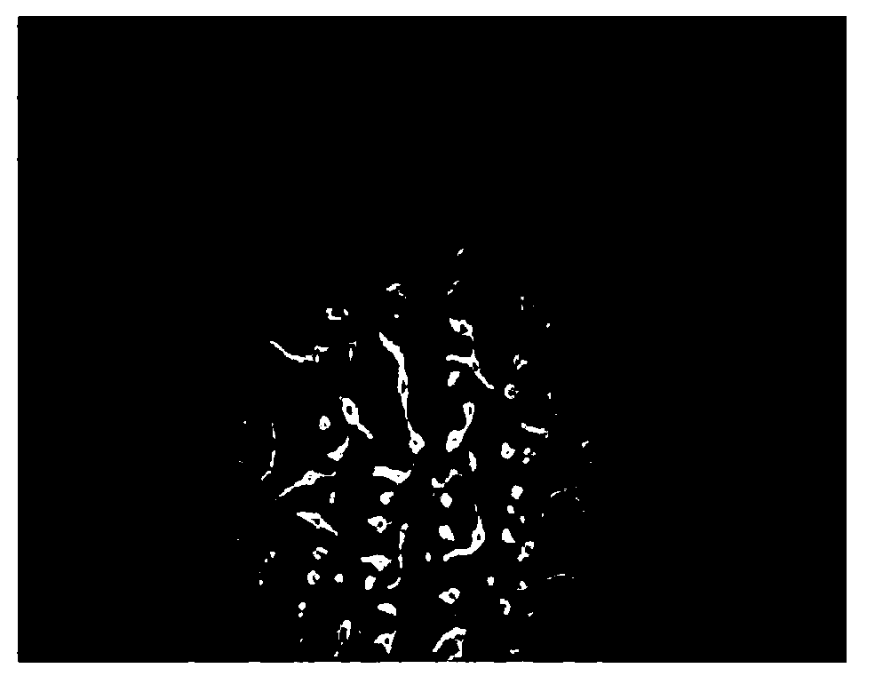 Preparation method of patterned graphene conductive thin film