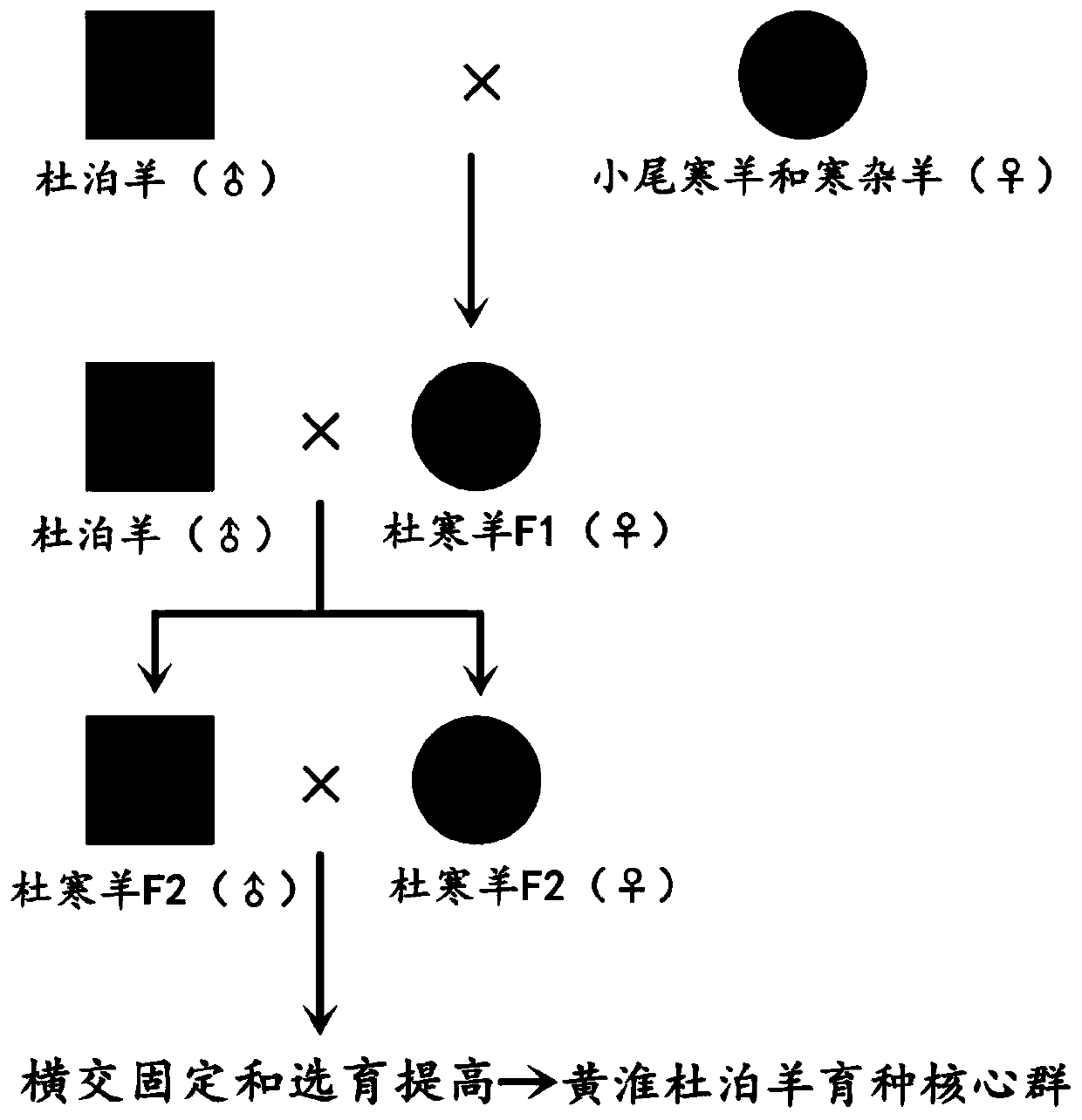 Breeding method of new breeds of Huanghuai mutton sheep