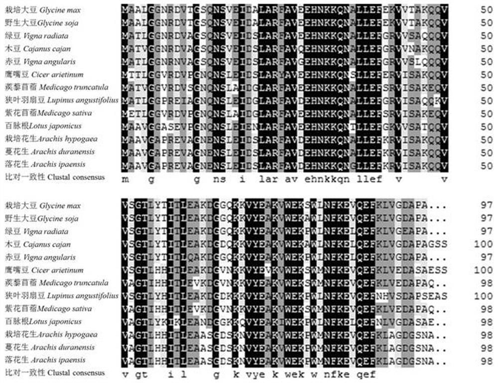 Soybean gmcys20 gene and its application