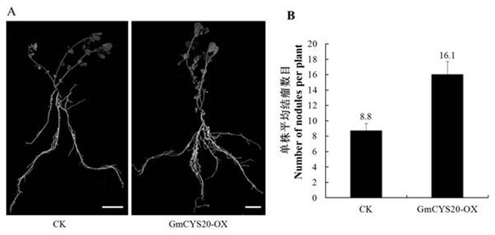 Soybean gmcys20 gene and its application