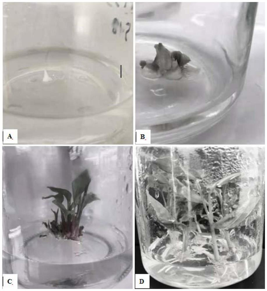 Method for rapidly breeding seedlings by using alpinia katsumadai stem tips