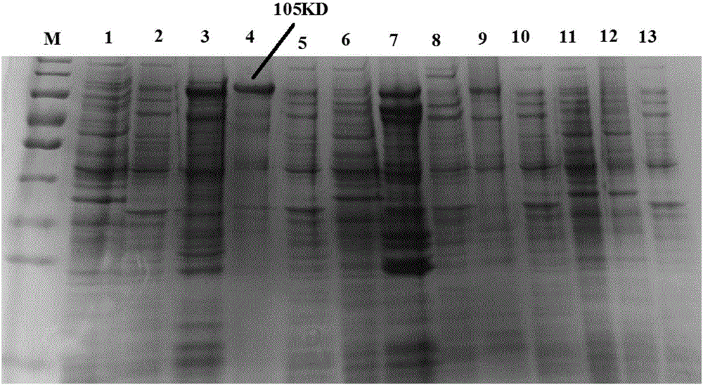 Preparation method of fusion protein for inhibiting clostridium perfringens infection