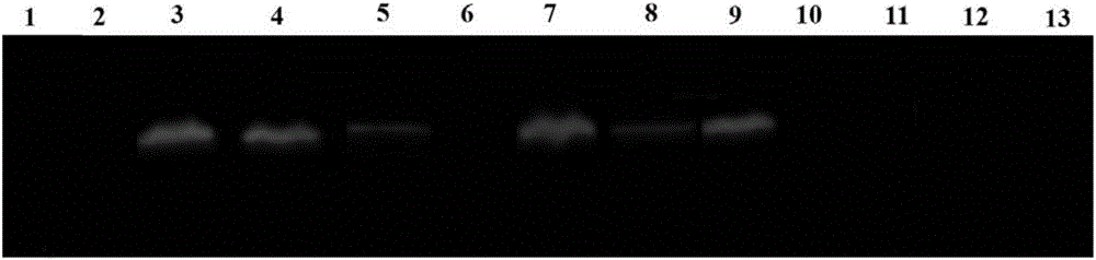 Preparation method of fusion protein for inhibiting clostridium perfringens infection